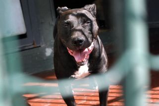 Po útoku dvou pitbulů zemřelo na jihu Itálie malé dítě - Novinky